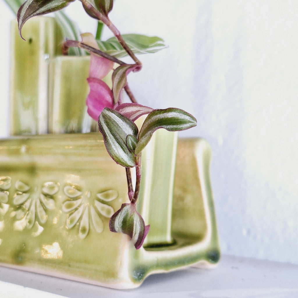 Propagation Station - Plant Starter-Handmade Pottery- MTO